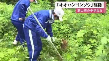 ヨモギ似のキク科の植物…特定外来生物『オオハンゴンソウ』を中学生が駆除 岐阜県高山市にも広く分布し問題に
