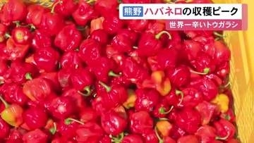 例年通りの辛みの強さ…世界一辛いとされる『ハバネロ』の収穫が最盛期 約1.5トンを関東などに出荷予定