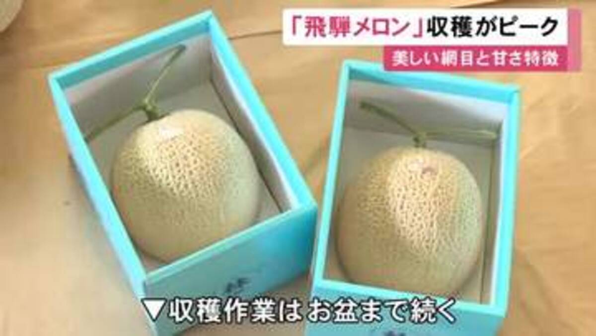 1本のツルに1玉だけ残し凝縮…岐阜県高山市で『飛騨メロン』の収穫が 