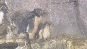 よちよち歩く愛らしい姿も…ペンギンの赤ちゃん3羽が相次いで誕生 子育てする姿が人気集める 愛知・のんほいパーク