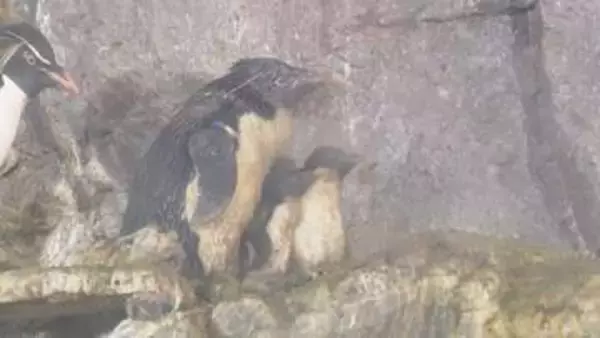 よちよち歩く愛らしい姿も…ペンギンの赤ちゃん3羽が相次いで誕生 子育てする姿が人気集める 愛知・のんほいパーク