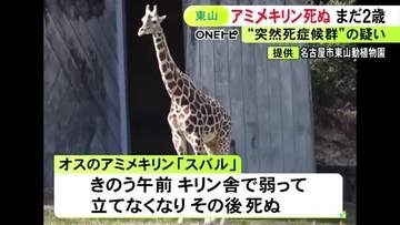 去年10月にやって来たばかり…東山動植物園の2歳のアミメキリン「スバル」が急死 1週間前から下痢続く