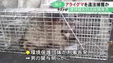 「SNS上の虐待疑われる投稿で発覚…野生のアライグマ2頭を罠で捕獲した疑い 40代会社員の男を書類送検」の画像1