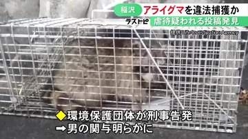 SNS上の虐待疑われる投稿で発覚…野生のアライグマ2頭を罠で捕獲した疑い 40代会社員の男を書類送検