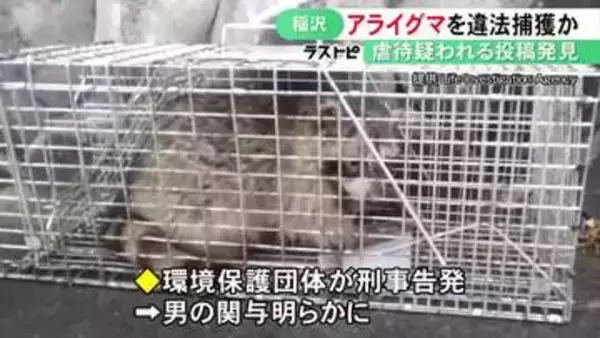 SNS上の虐待疑われる投稿で発覚…野生のアライグマ2頭を罠で捕獲した疑い 40代会社員の男を書類送検