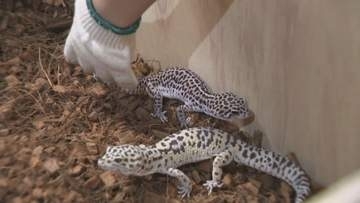 オオトカゲやニシキヘビも…アフリカのジャングル等に生息する動物とのふれあいイベント 津の百貨店「松菱」で16日まで