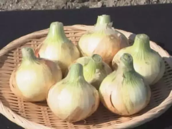 水にさらさず生で食べられる…『へきなんサラダたまねぎ』収穫始まる 4月末まで東海地方のスーパー等で販売