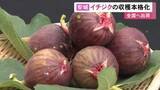 「甘くみずみずしい仕上がりに…農業用ハウスでイチジクの収穫が本格的に始まる 全国有数の産地・愛知県安城市」の画像1