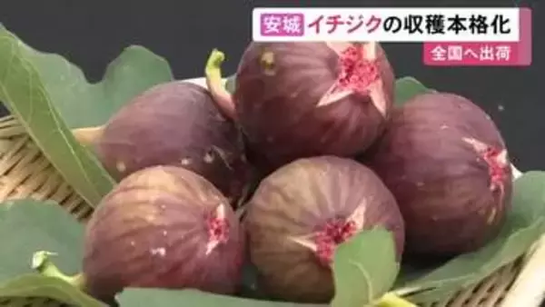 甘くみずみずしい仕上がりに…農業用ハウスでイチジクの収穫が本格的に始まる 全国有数の産地・愛知県安城市