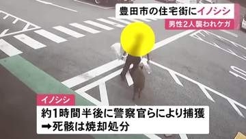 男性に向かって一直線…住宅街に『イノシシ』2人が手を噛まれるなどしてケガ その後捕獲されて死に焼却処分