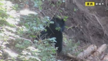 住宅ある地域から1.5km程…ツキノワグマがイノシシ等用の罠にかかり殺処分 体長110cmあるオスの成獣