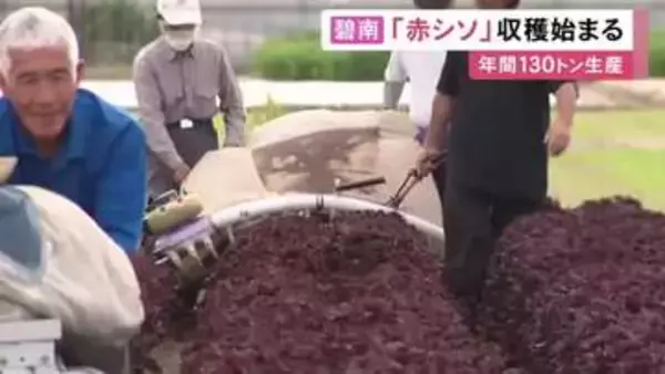 梅干しの色付けなどに…愛知県碧南市で特産の『赤シソ』の収穫始まる 5軒の農家が年間約130トンを生産