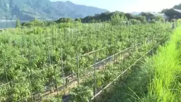 くるりと丸まった形から命名…三重県尾鷲市で特産トウガラシ「虎の尾」の収穫が最盛期 地元ではワサビの代わりにも