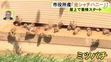 「“金シャチハニー”として販売へ…名古屋市役所の屋上で『養蜂』スタート ハチたちは名城公園の桜などから蜜を運ぶ」の画像1