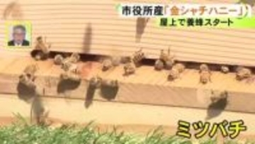 “金シャチハニー”として販売へ…名古屋市役所の屋上で『養蜂』スタート ハチたちは名城公園の桜などから蜜を運ぶ
