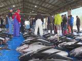 「メバチやキハダなど400匹程…三重県の尾鷲漁港でマグロの水揚げ 正月商戦に向けて仲買人が次々と競り落とす」の画像1