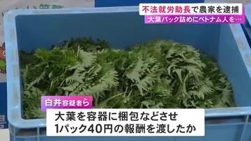 ベトナム国籍の男女を不法に働かせた疑い 農家ら4人を逮捕 栽培した大葉のパック詰めで1パック40円の報酬か