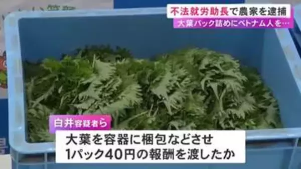 ベトナム国籍の男女を不法に働かせた疑い 農家ら4人を逮捕 栽培した大葉のパック詰めで1パック40円の報酬か