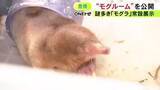 「生態に多くの謎…生きたモグラを観察できる西日本唯一の常設展示「モグルーム」のんほいパークで公開」の画像1