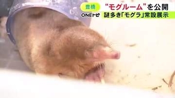 生態に多くの謎…生きたモグラを観察できる西日本唯一の常設展示「モグルーム」のんほいパークで公開