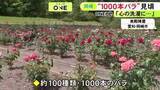 「園内に約100種類1000本ほど…愛知県岡崎市の『奥殿陣屋』でバラが見ごろ 赤や白など色とりどりに咲き誇る」の画像1