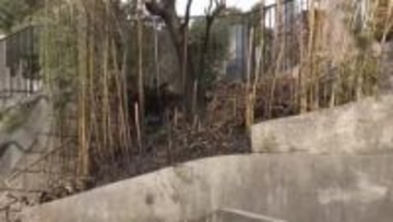 同一犯による放火の可能性も…名古屋市守山区にある2つの寺院で竹林が燃える火事 距離は直線で約120m