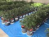 「別事件での家宅捜索で見つかる…大麻草を販売目的で栽培か ベトナム国籍の男2人を逮捕 植物282株のほか乾燥大麻も」の画像1