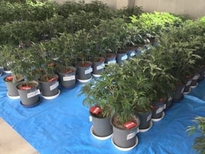 別事件での家宅捜索で見つかる…大麻草を販売目的で栽培か ベトナム国籍の男2人を逮捕 植物282株のほか乾燥大麻も