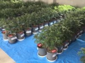 別事件での家宅捜索で見つかる…大麻草を販売目的で栽培か ベトナム国籍の男2人を逮捕 植物282株のほか乾燥大麻も
