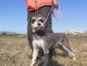 シェパードなどの中に小型犬の姿…嘱託警察犬の審査会にミニチュアシュナウザーや柴犬が挑戦 見事に課題をクリア
