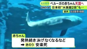 授乳受けられず人工哺育中…8月に生まれた日本初“水族館2世”のベルーガの赤ちゃん死ぬ 泳げなくなるなどし安楽死