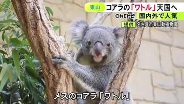 9月末から後ろ足引きずるように…東山動植物園生まれの人気者・コアラの「ワトル」死ぬ リンパ腫が疑われ治療中
