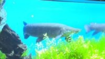 8年前の捕獲後ドコへ…名古屋城の外堀にいた『アリゲーターガー』を探せ “水族館説”囁かれるなか意外な展開