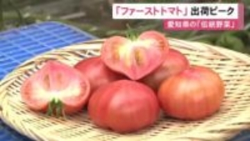 酸味と甘みのバランス良く…『ファーストトマト』の出荷が最盛期 1938年に愛知県で誕生し県の伝統野菜にも認定