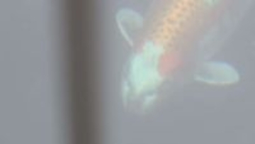 人面魚ブームにあやかる…約35年前の『猫面魚』実は“仕掛けられた話題”だった 当時市が購入して池に放す