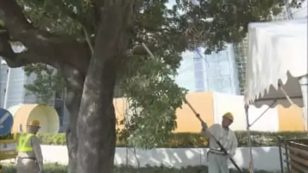 3.3kgの枝が落下し小学生2人ケガ…名古屋の白川公園で市が木々の緊急点検 枯れた疑いのある枝など切り落とす