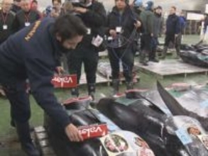 本マグロは過去5年で最多…名古屋市中央卸売市場で「初市」最高値の“一番マグロ”はバローが約650万円で競り落とす