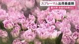 「鮮やかな色付きに…お盆のお供え向けの花『スプレーマム』出荷の最盛期 全国向けに約50万本 愛知県豊川市」の画像1