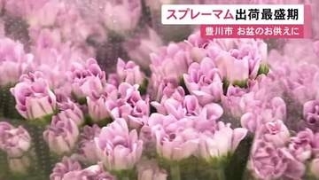 鮮やかな色付きに…お盆のお供え向けの花『スプレーマム』出荷の最盛期 全国向けに約50万本 愛知県豊川市