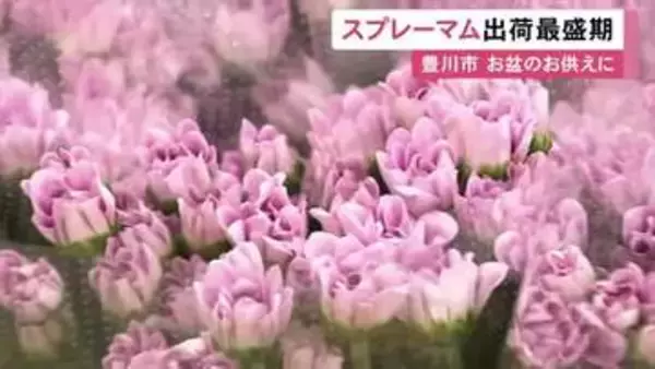 鮮やかな色付きに…お盆のお供え向けの花『スプレーマム』出荷の最盛期 全国向けに約50万本 愛知県豊川市