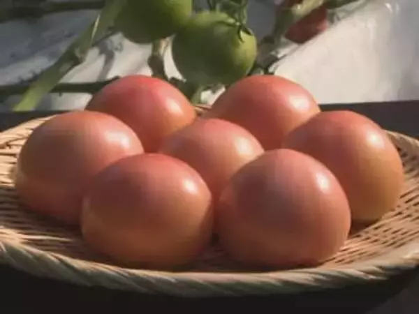徐々にサイズも大きく…愛知県碧南市で特産のトマトの出荷始まる 大手スーパー向けに東海地方の市場へ