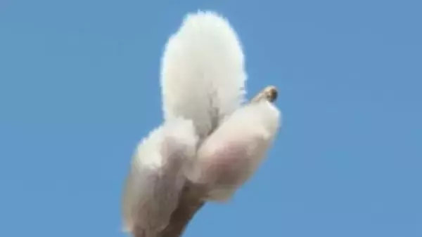 日差しを浴びて銀色に輝く…三重県熊野市の川辺で『ネコヤナギ』が芽吹き始める 2月末までが見ごろ