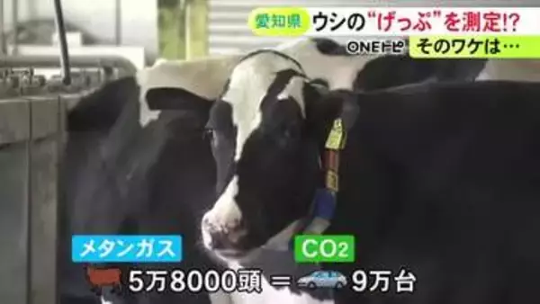 二酸化炭素の28倍の温室効果…“牛のげっぷ”から出るメタンガスの測定器が完成 牛に扮した愛知県知事が意義語る