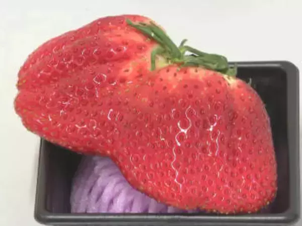 100g超のジャンボサイズも…愛知県岡崎市でイチゴの品評会 “紅ほっぺ”や“とちおとめ”など並ぶ