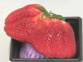 100g超のジャンボサイズも…愛知県岡崎市でイチゴの品評会 “紅ほっぺ”や“とちおとめ”など並ぶ