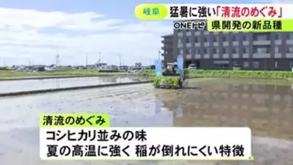 “猛暑に強い”のが特徴…岐阜県が開発したコメ新品種『清流のめぐみ』田植え進む 奨励品種にして普及を推進