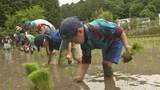 「赤とんぼの復活目指し栽培…愛知県豊田市のブランド米『赤とんぼ米』の田植え体験会 県内の10家族が参加」の画像1