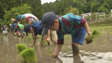 赤とんぼの復活目指し栽培…愛知県豊田市のブランド米『赤とんぼ米』の田植え体験会 県内の10家族が参加
