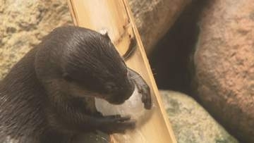 飼育員特製の氷に興味津々…アクア・トトぎふで「カワウソファミリーの氷遊び」競うようにキャッチする姿も