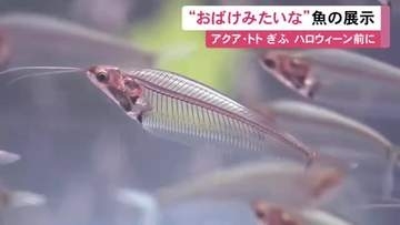 泳ぐ姿がおばけのような魚など…「アクア・トトぎふ」でハロウィーンに向けた展示始まる 普段は展示されない魚も